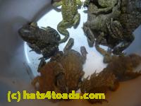 /home//u458753944/public_html/sourcegallery//Roxborough Toad Detour/2013-2019/2014/2014-04-12/P1140945.JPG